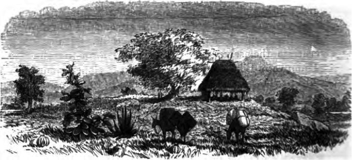 Paisaje rural de Honduras. Escenas como ésta las habrá presenciado Mary Lester a cada paso de su viaje por la república centroamericana.